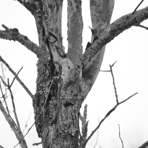 Looks like an Owl