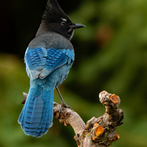 Steller's Jay 5