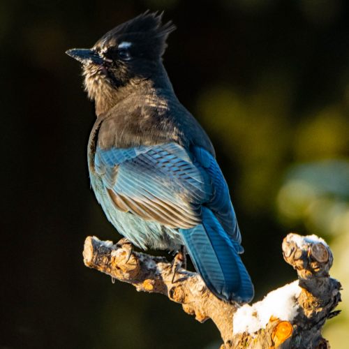 Steller's Jay 10