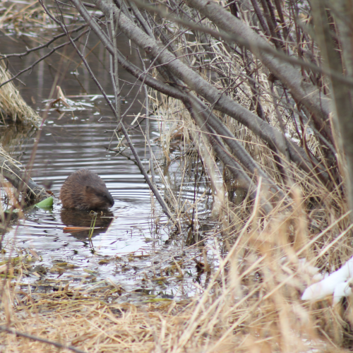 Beaver in the Winter