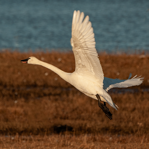 Trumpeter Swan Taking Off 1