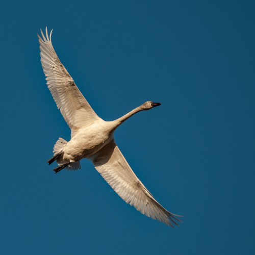 Tundra Swan Flight 2