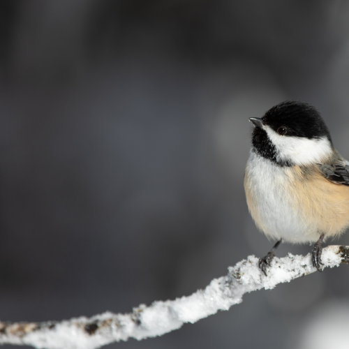 Black-capped Chickadee in Algonquin