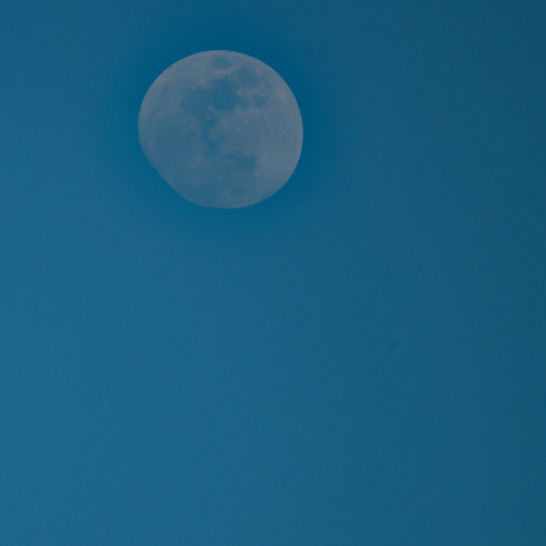 Tundra Swan Flight With Moon 1