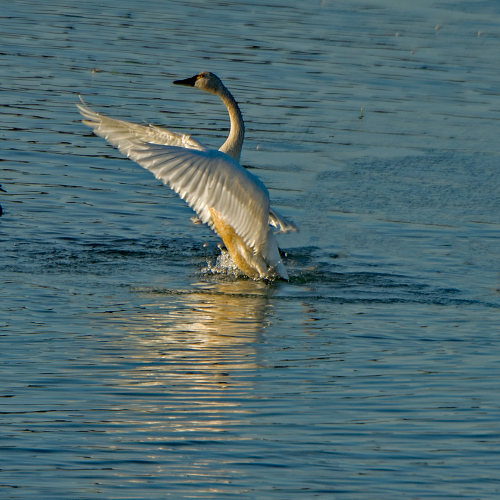 Tundra Swan Wing Flapping 1