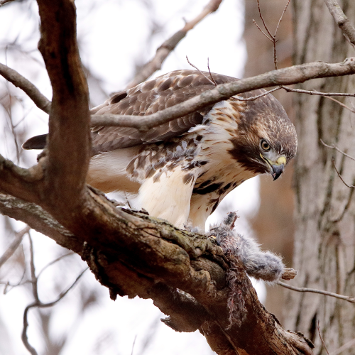 RED-TAILED HAWK