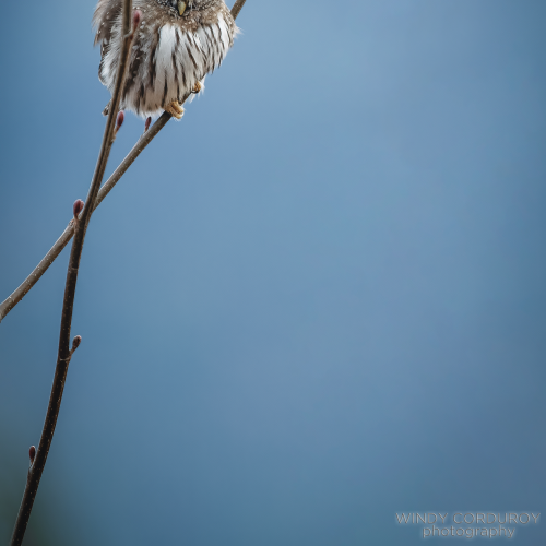 Owl on Stilts