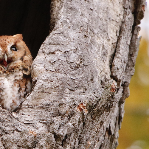 Eastern Screech-owl