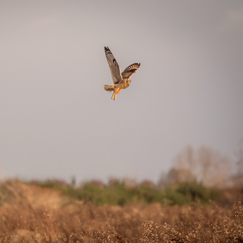 Flyby