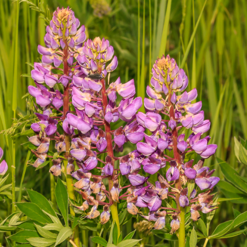 Spring Colours