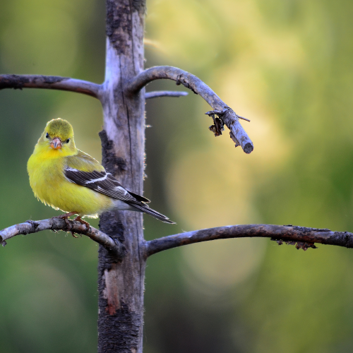 American Finch