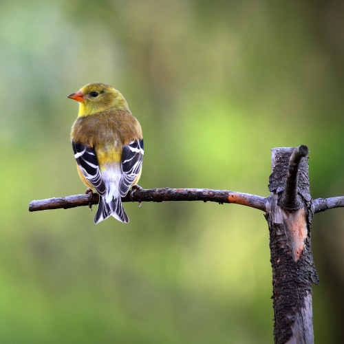 American Finch