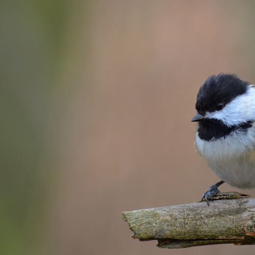 Chickadee