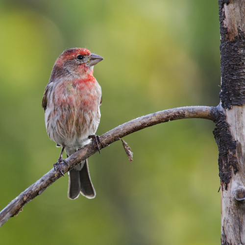 House Finch