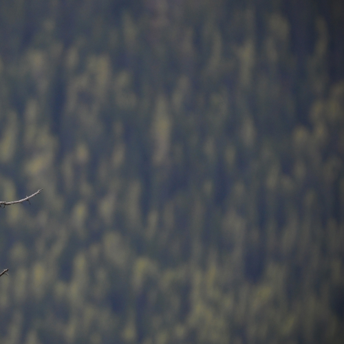 Bald Eagle