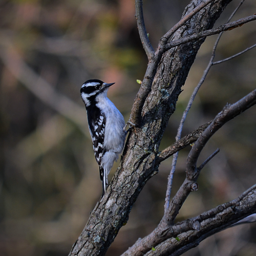 Downy woodpecker