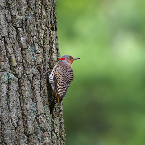 Woodpecker