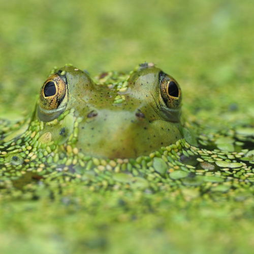 All Green