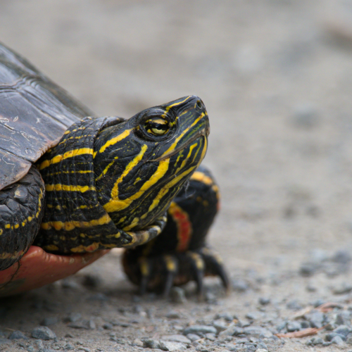 Turtle On The Move