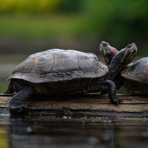 Turtles Together