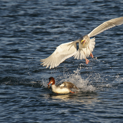 Water Chase