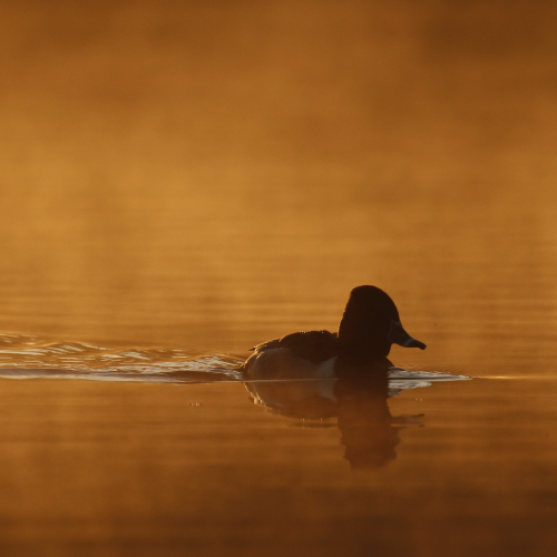 Sunrise Scaup