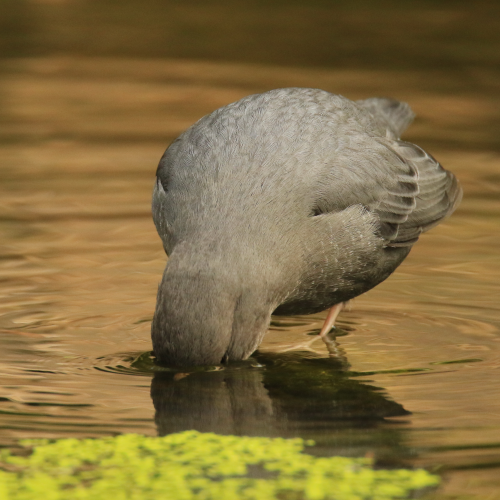 Dipper Dipping