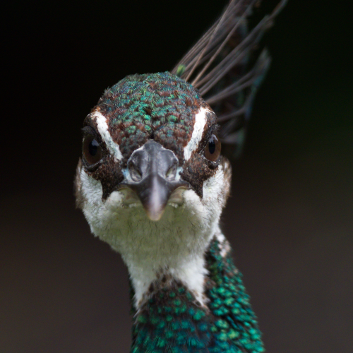 Peahen Portrait