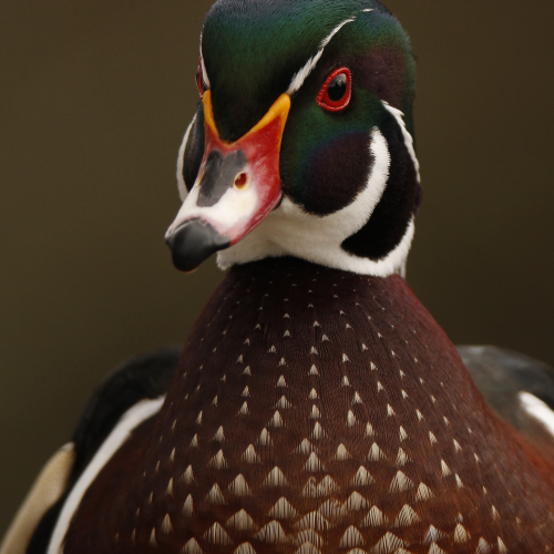 Wood Duck Details