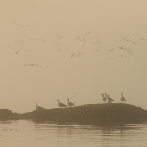 Foggy Gulls