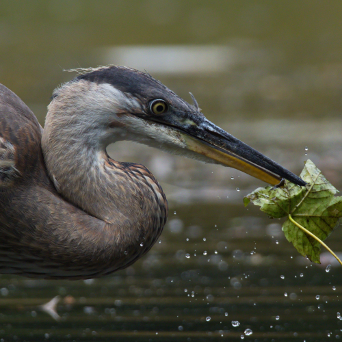 Bycatch
