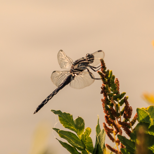 Delicate Wings