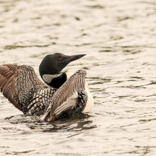 Stretching Loon