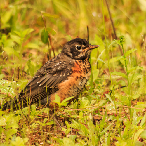 Young Robin