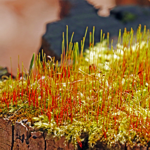 Fire Moss