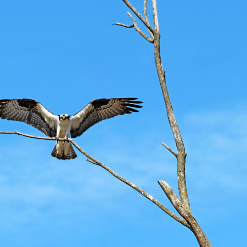 Osprey Landing