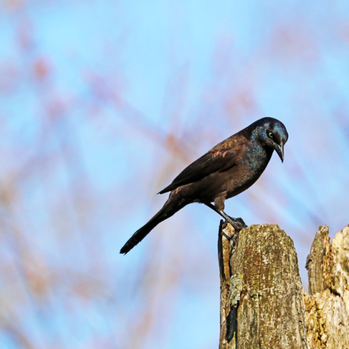 Grackle Contemplation