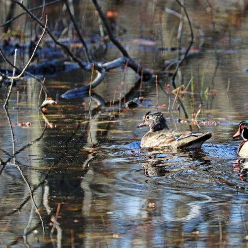 Wood Duck Pair