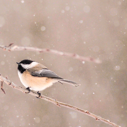 Snow Falling on Chickadee