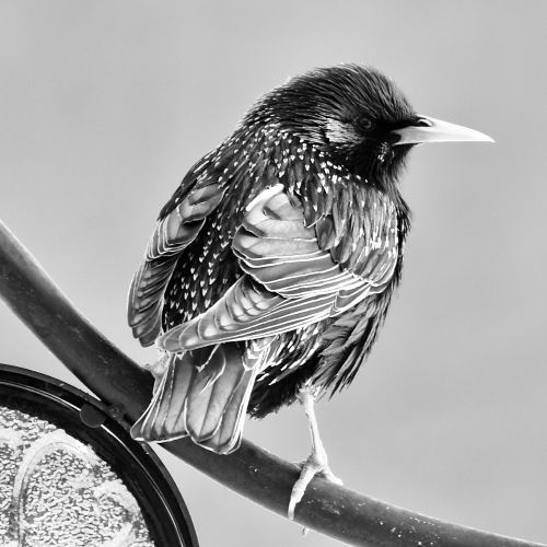 European Starling