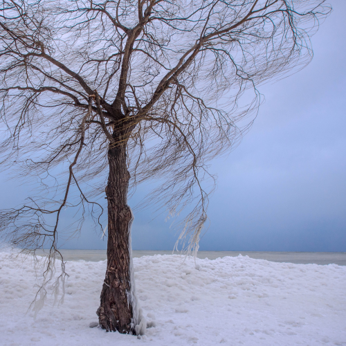Winter Willow