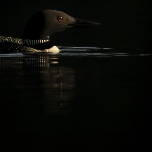 Loon in the shadows