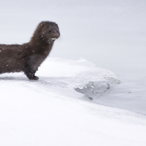Mink on ice