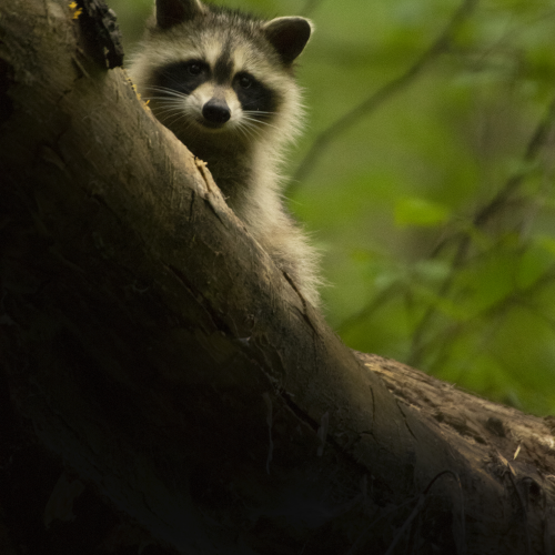 Racoon in the forest