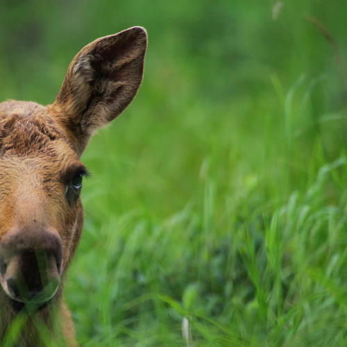 Curious Moose Calf