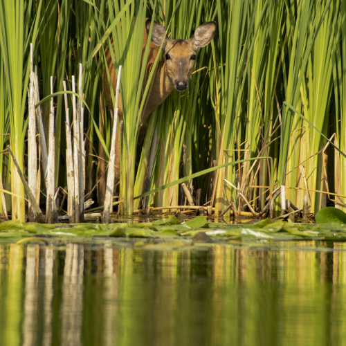 An Unexpected Encounter