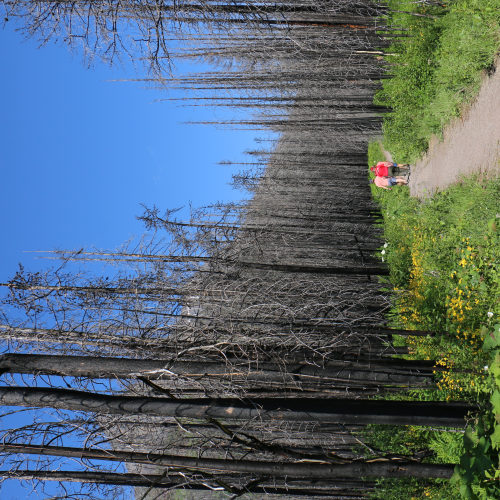 Waterton National Park - 3 years after the wildfire