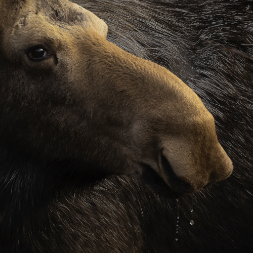 Moose Close-Up