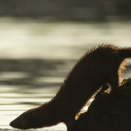 Mink Sliding Into Lake Ontario