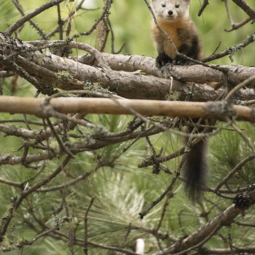 Pine Marten Pose